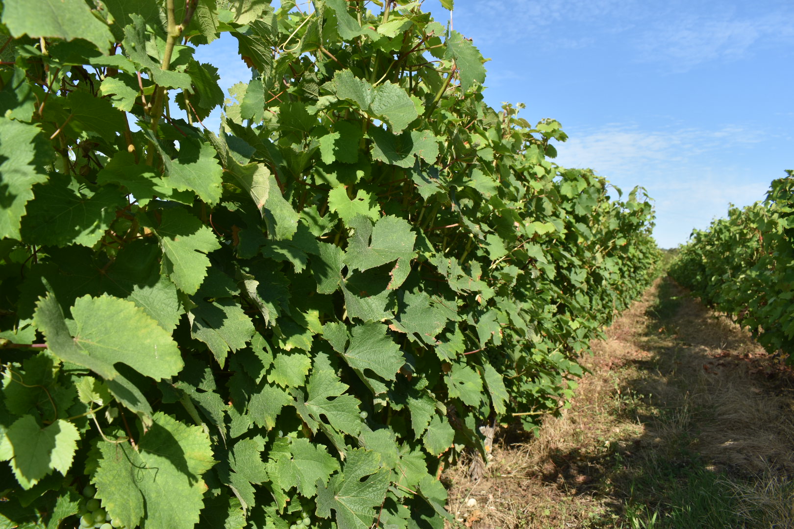 Vins de Touraine et de Touraine Mesland